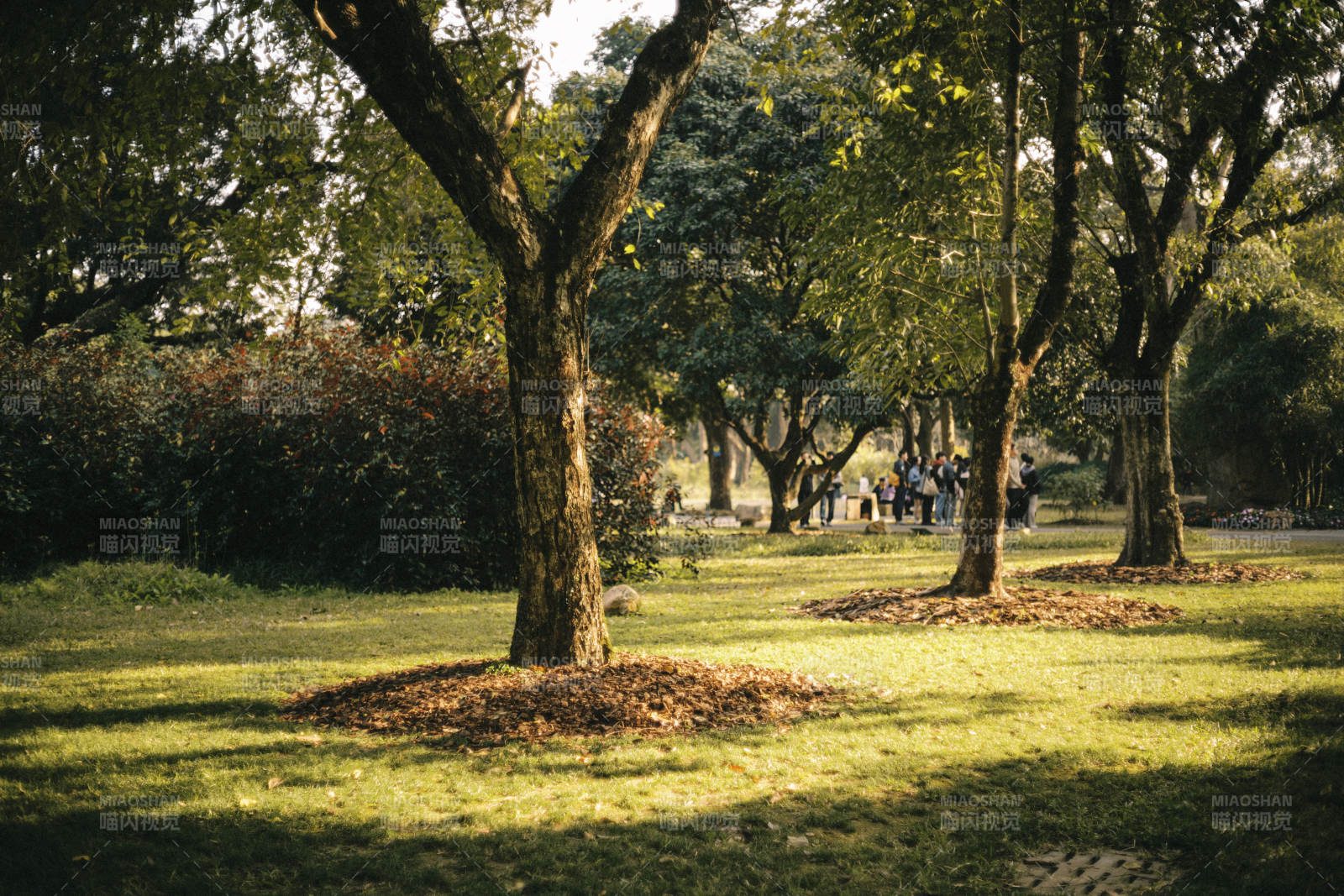 林间小径 光影斑驳图片