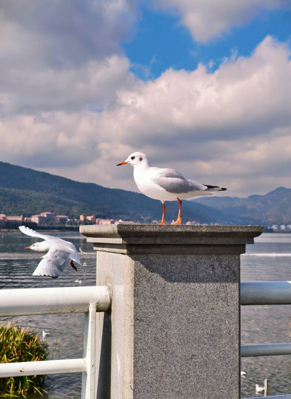 湖畔海鸥栖息图图片