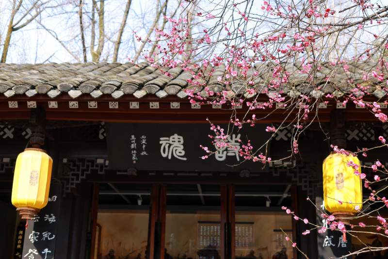 崇州罨画池里的陆游祠的梅花图片