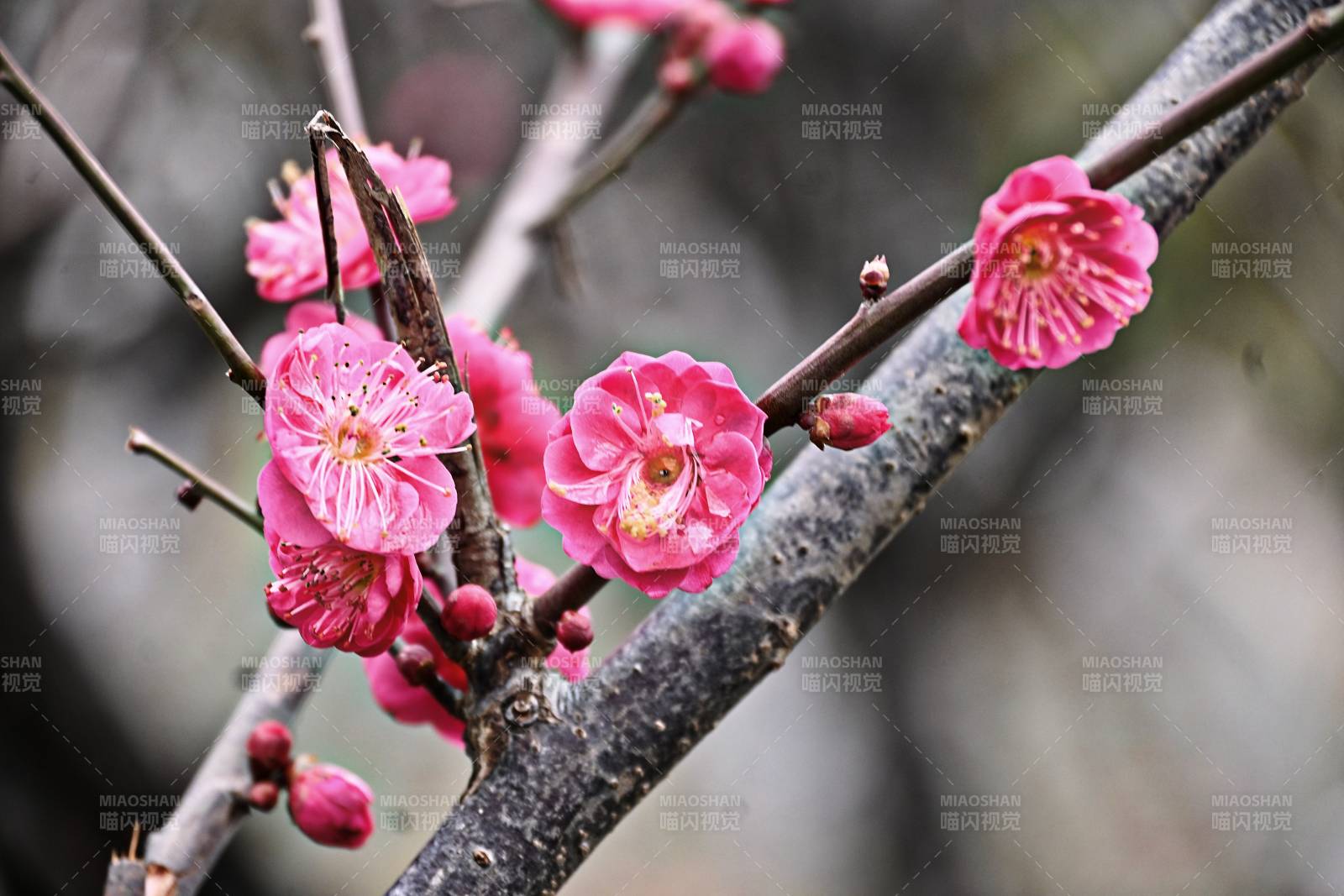 梅花绽放枝头图片