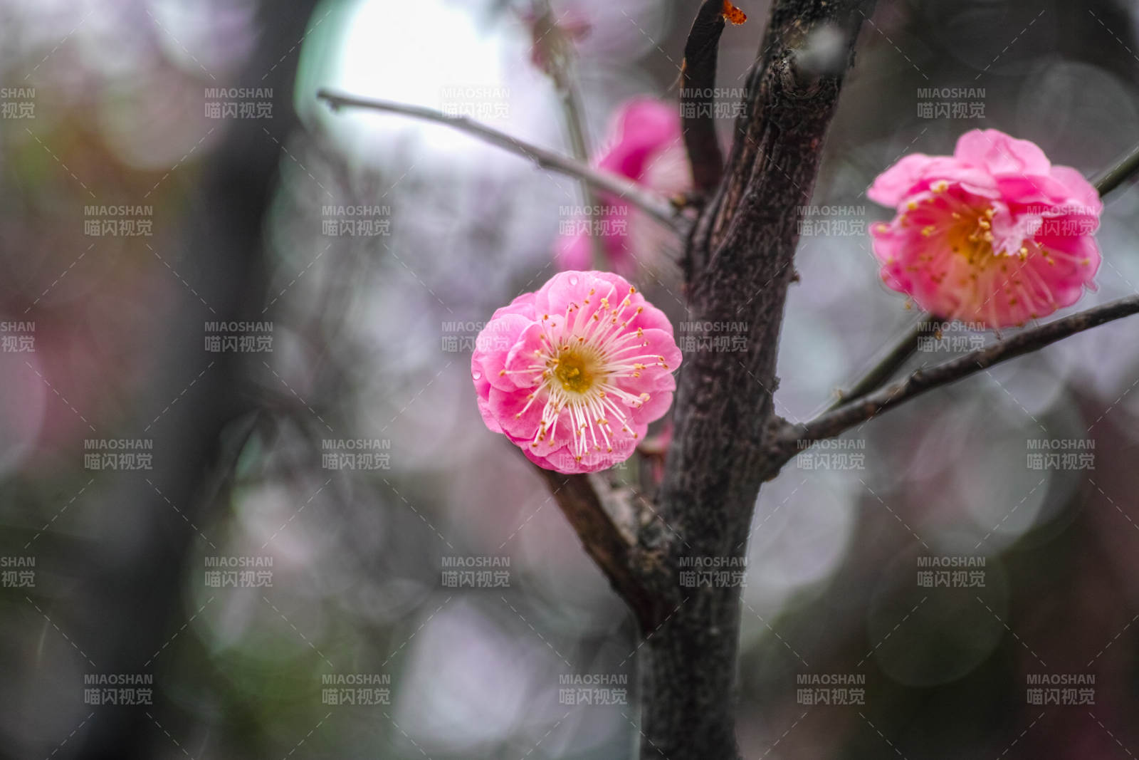 梅花绽放枝头图片