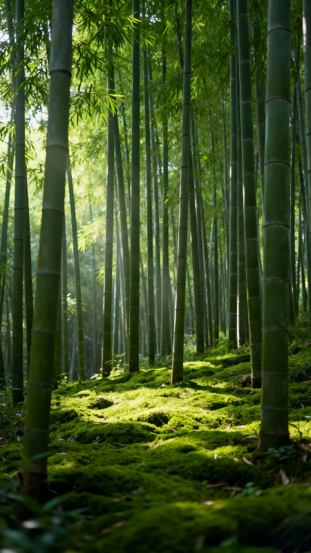 竹林幽径图片