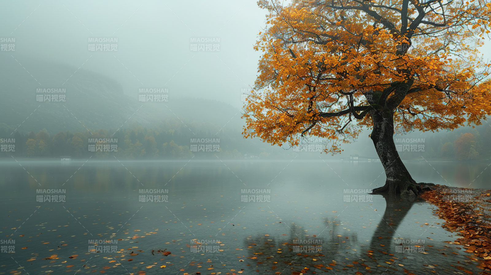秋雾湖畔孤树图片