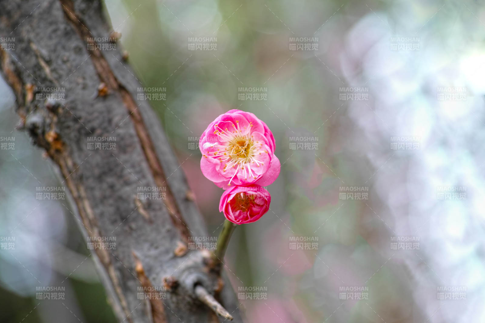 梅花绽放枝头图片