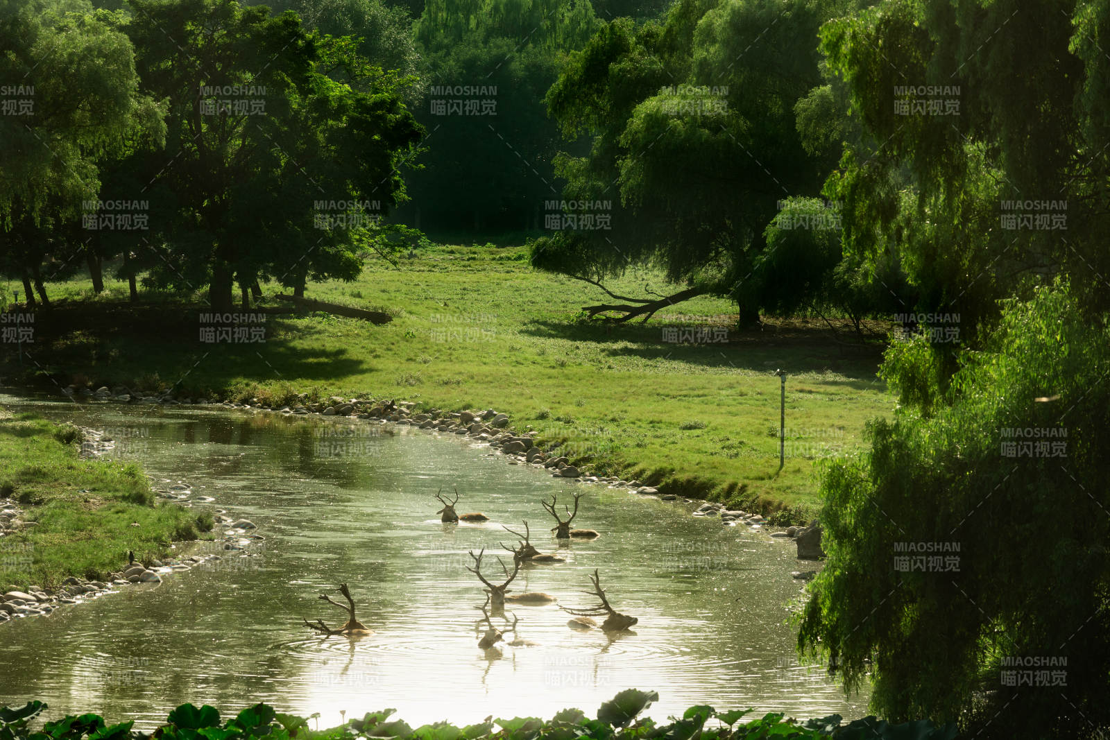 溪畔鹿影图片