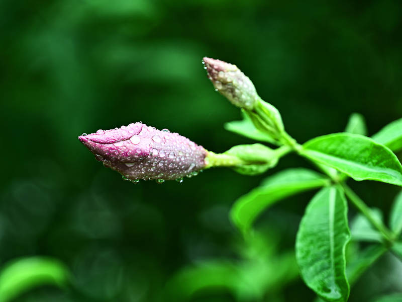 雨后含苞待放的紫蝉花特写图片