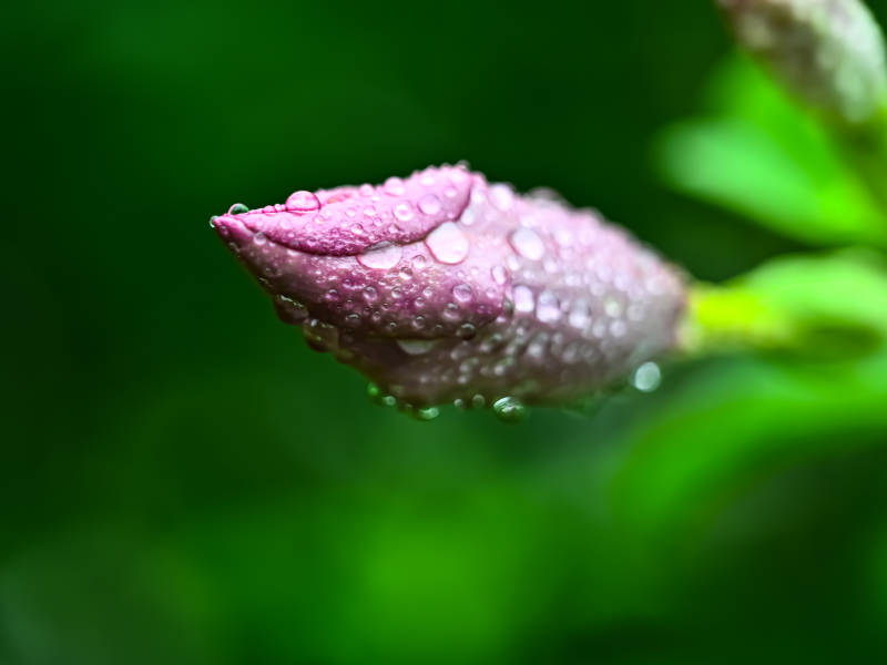 雨后含苞待放的紫蝉花特写图片