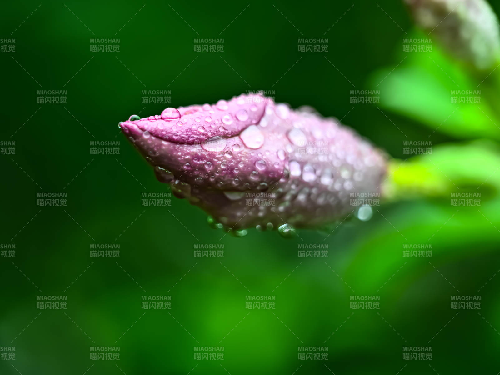 雨后含苞待放的紫蝉花特写图片