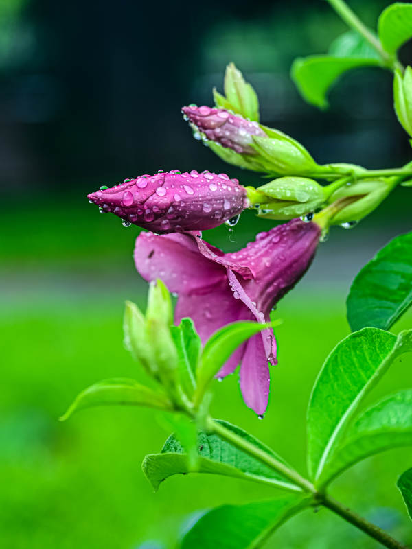 雨后绽放的紫蝉花特写图片