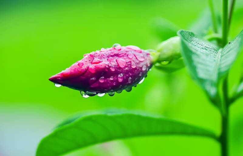 雨后含苞待放的紫蝉花特写图片