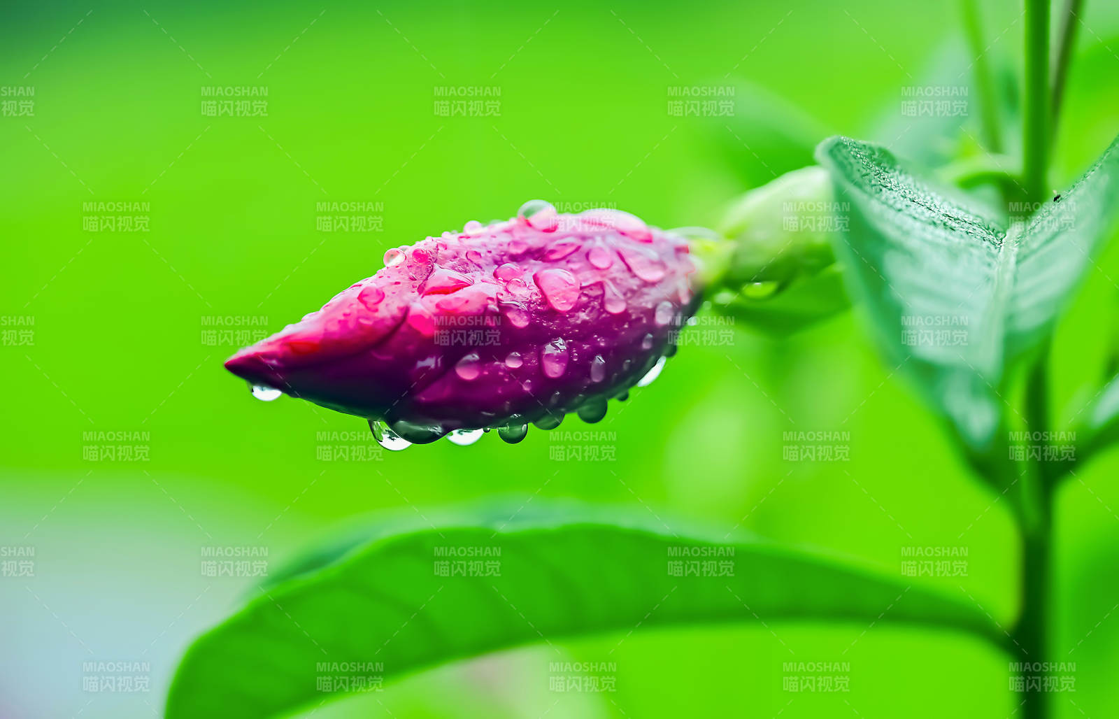 雨后含苞待放的紫蝉花特写图片