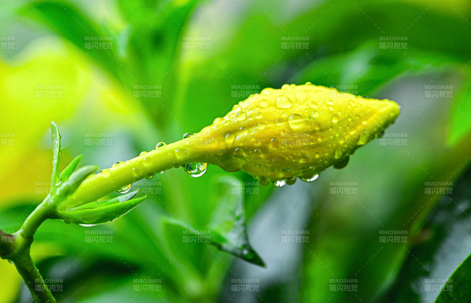 雨后含苞待放的紫蝉花特写图片