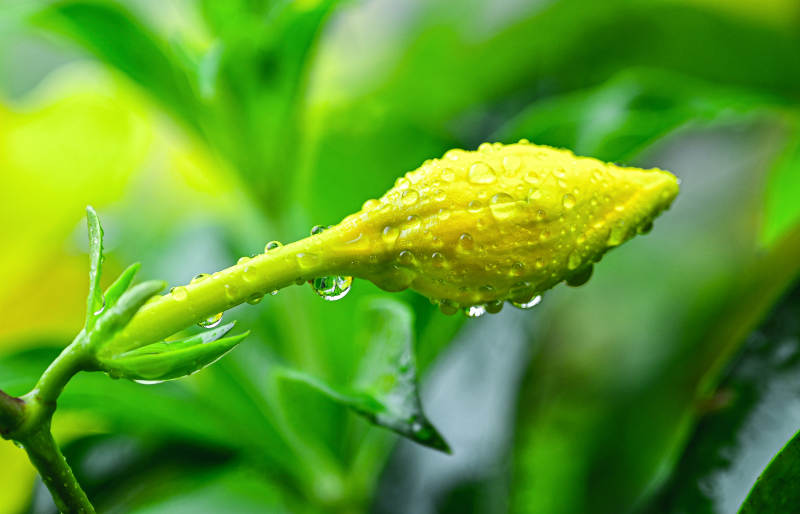 雨后含苞待放的紫蝉花特写图片
