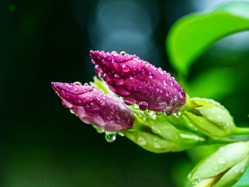 雨后含苞待放的紫蝉花特写图片