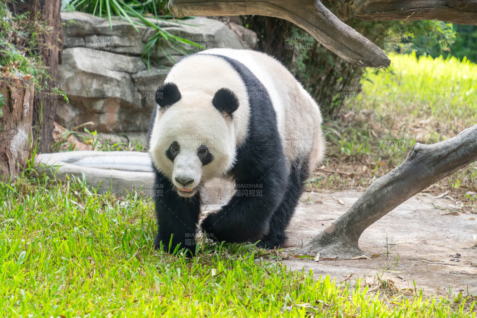 广州动物园大熊猫星一熊猫在草地上行走图片