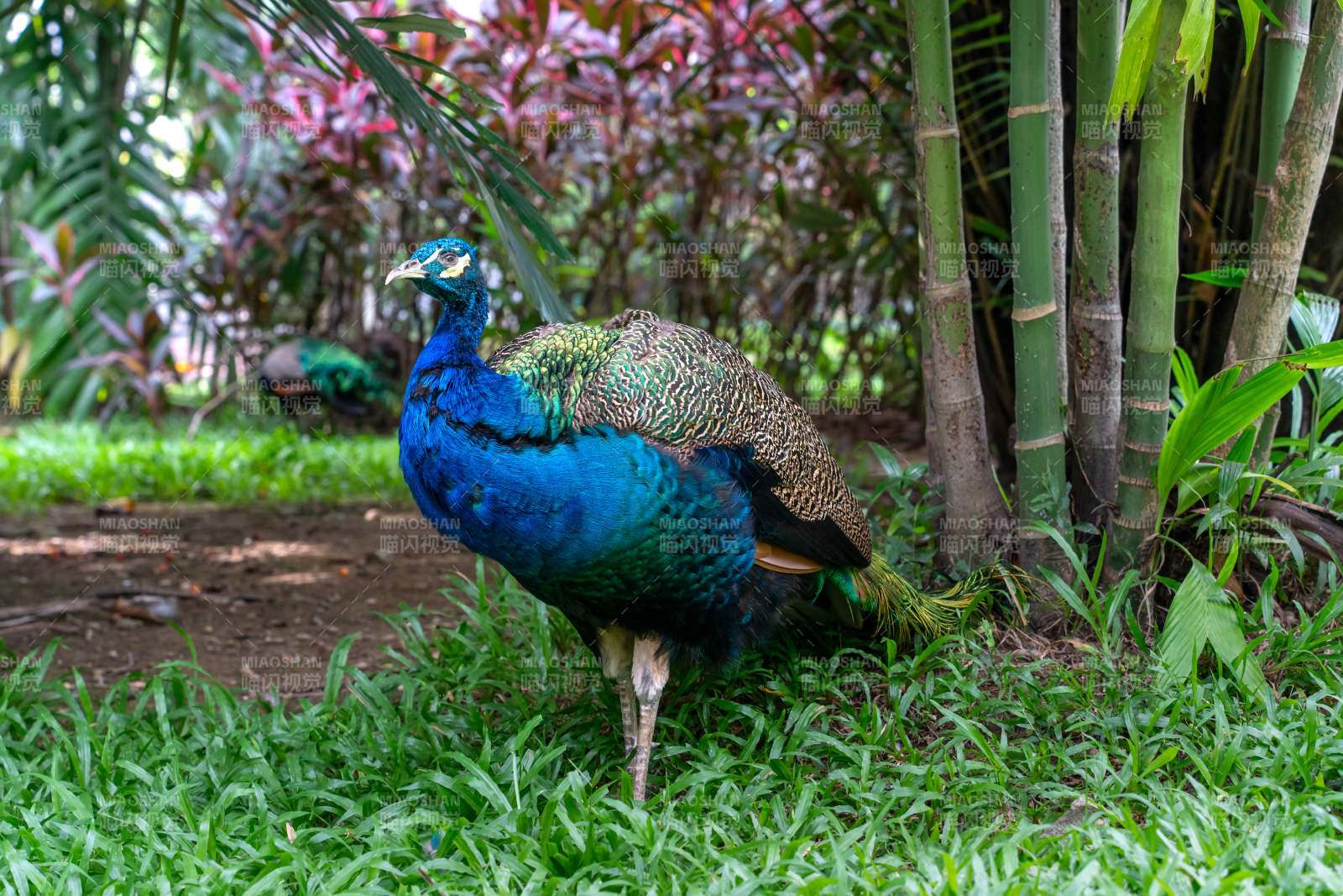 蓝孔雀在热带植被间漫步栖息绿意中图片