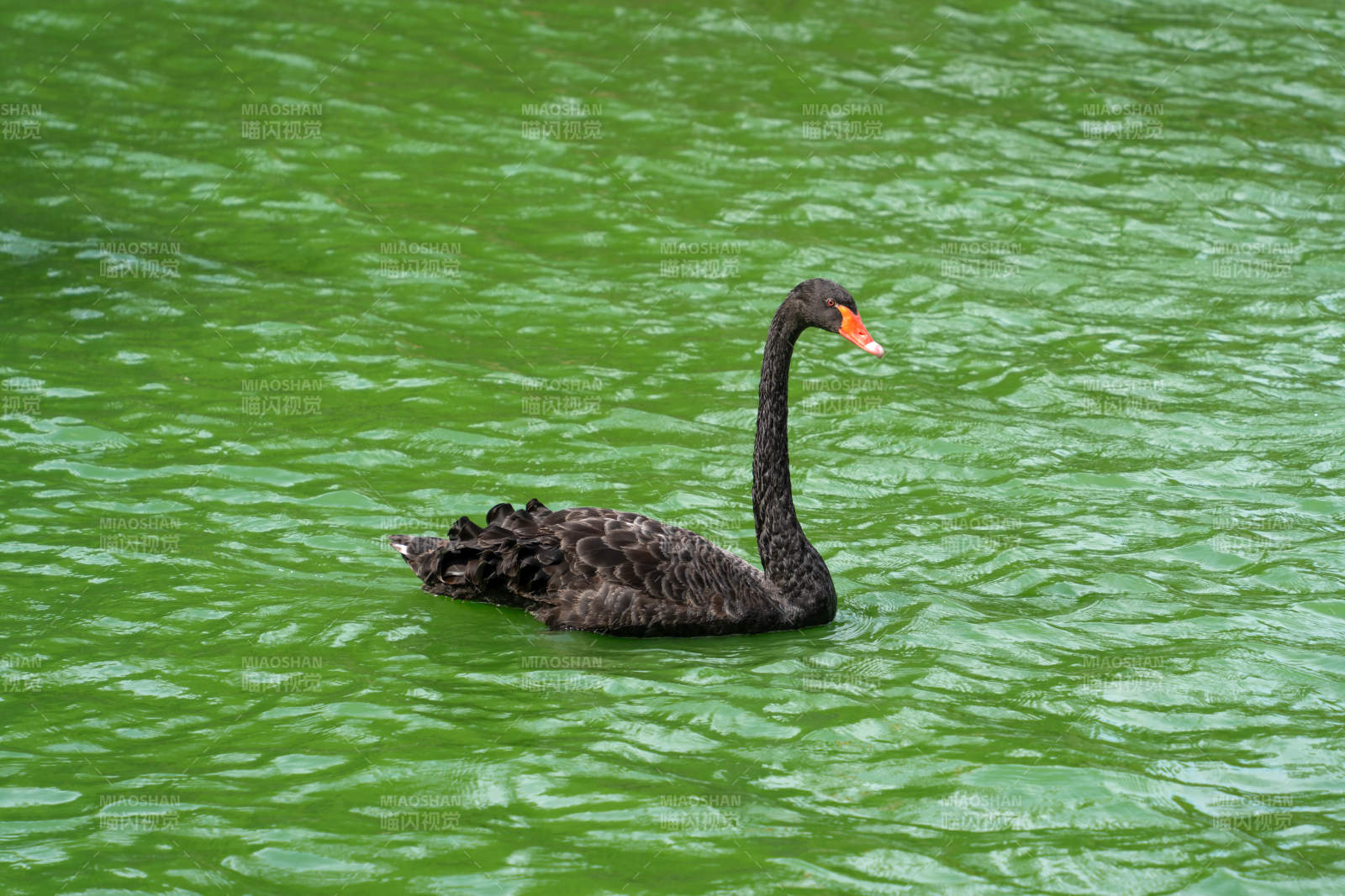 黑天鹅在绿色湖水中游弋黑天鹅游湖图片