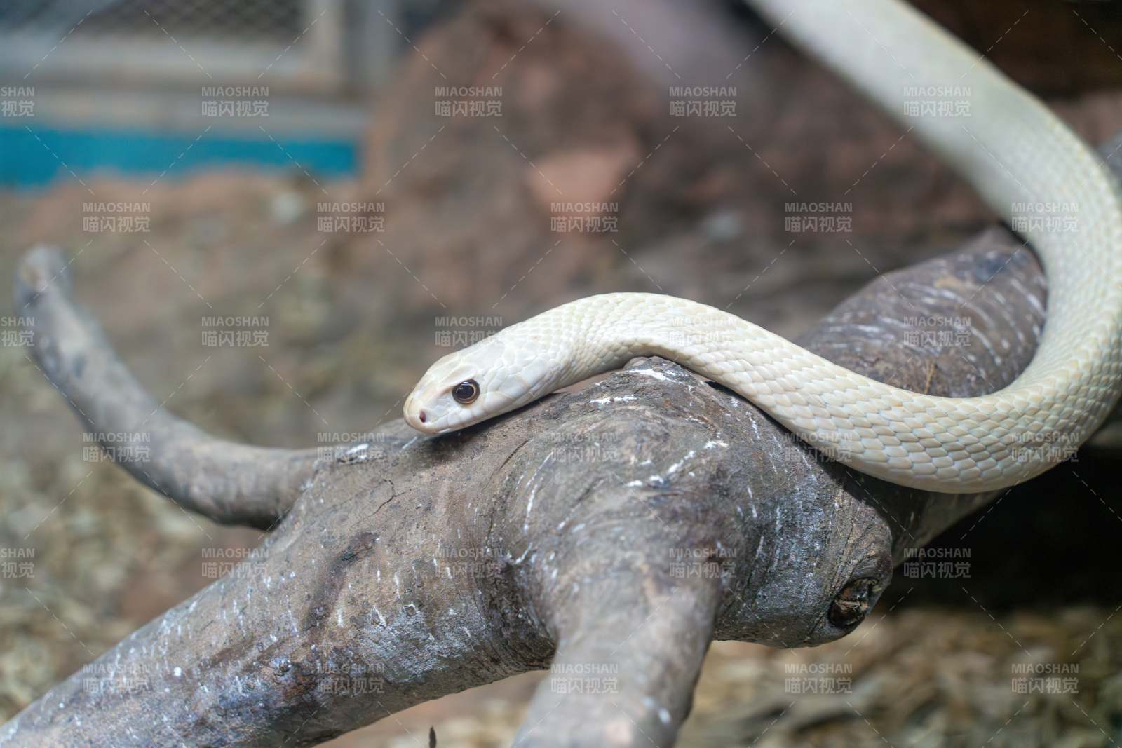 白蛇白蟒蛇盘踞栖息在树枝上白蛇盘踞树枝图片