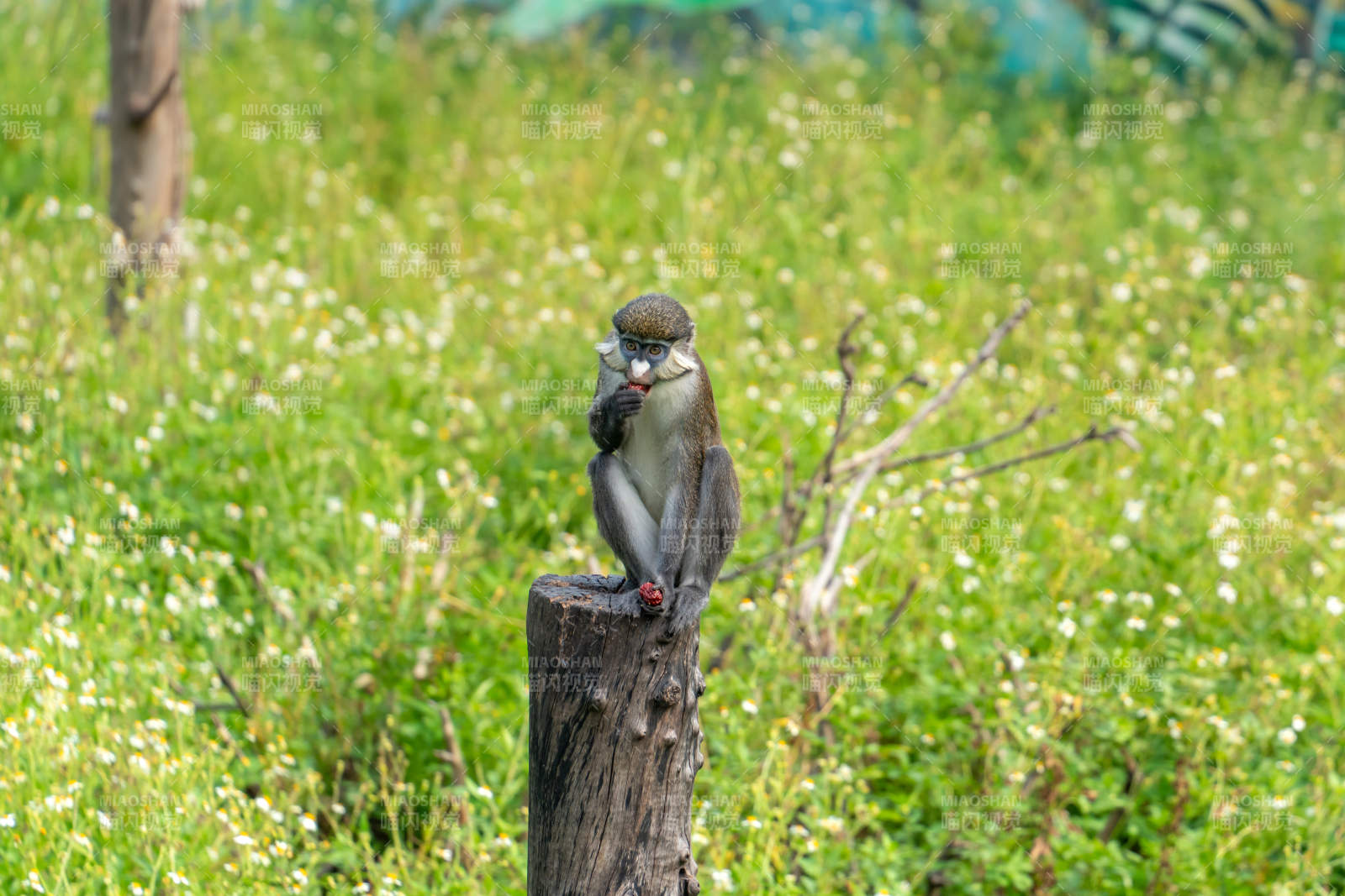 广州动物园非洲绿猴树桩上进猴子静坐木桩上图片