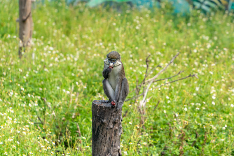 猴子静坐木桩上图片