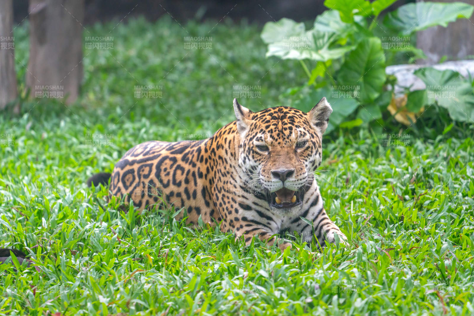 趴在草地上的成年美洲豹豹卧绿草间图片
