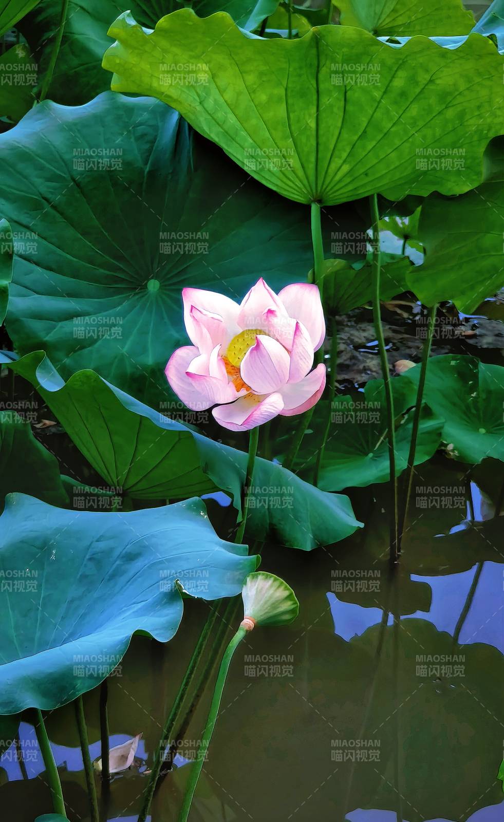 荷花绽放池中图片