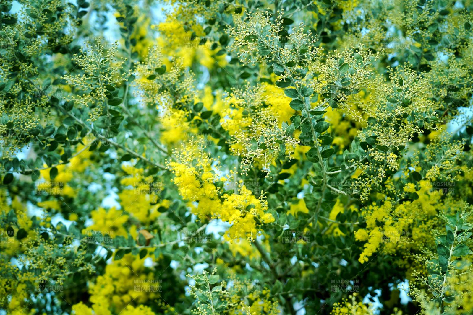 成都金黄花丛绽放图片