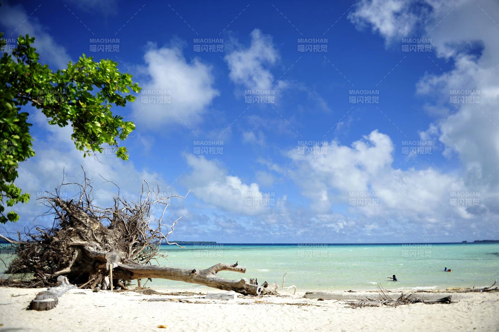 帕劳碧海蓝天沙滩树图片