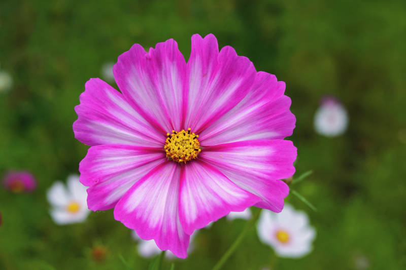 粉紫秋英绽放图片