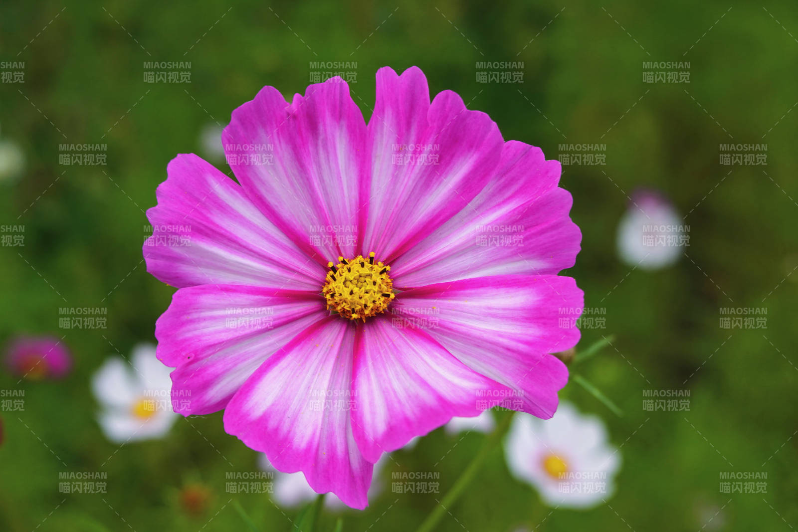 粉紫秋英绽放图片