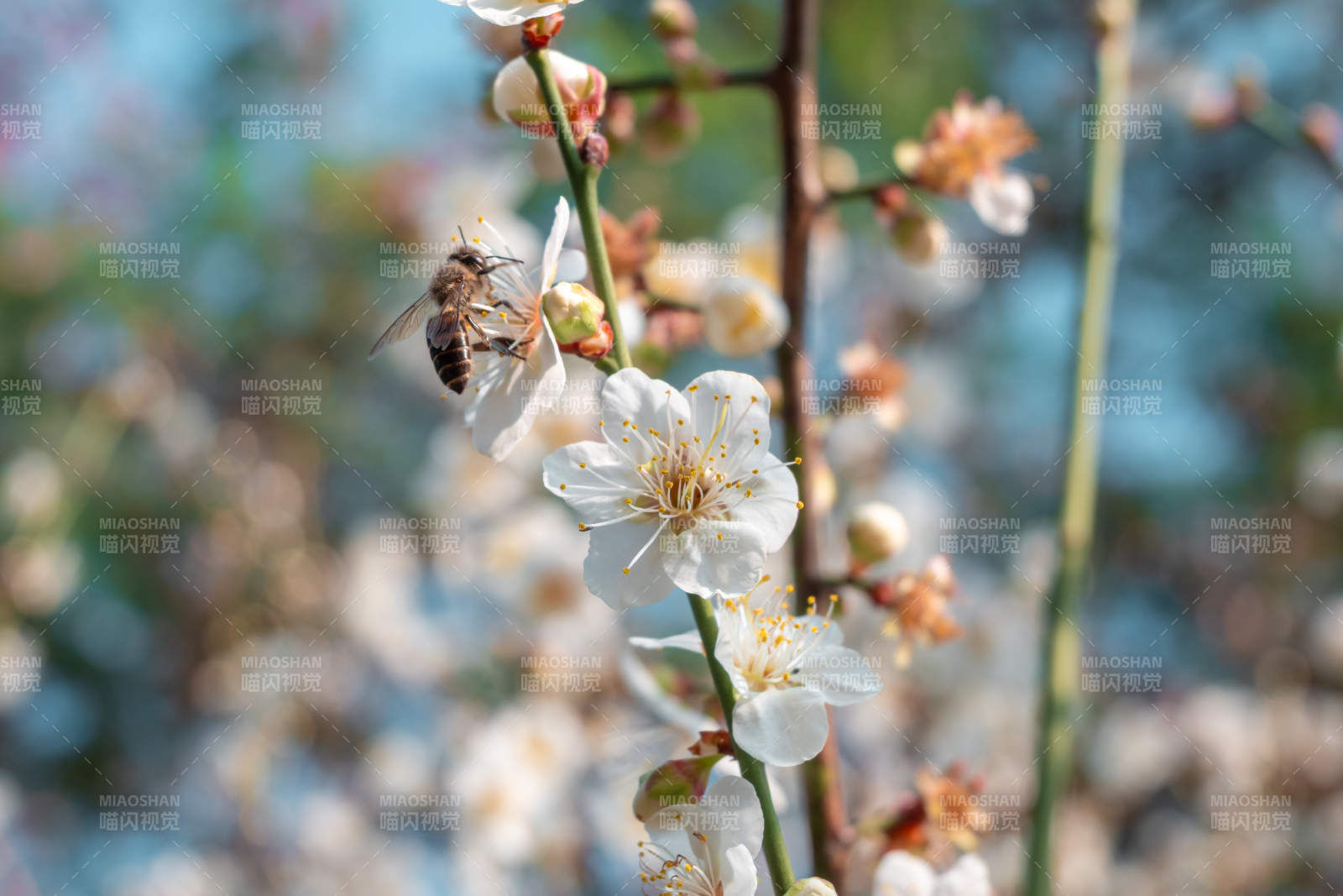 蜜蜂采蜜花丛中图片
