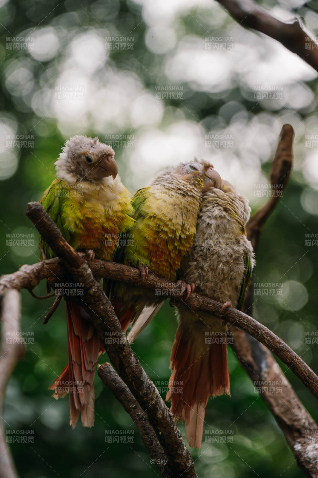 三只鹦鹉栖息枝头图片