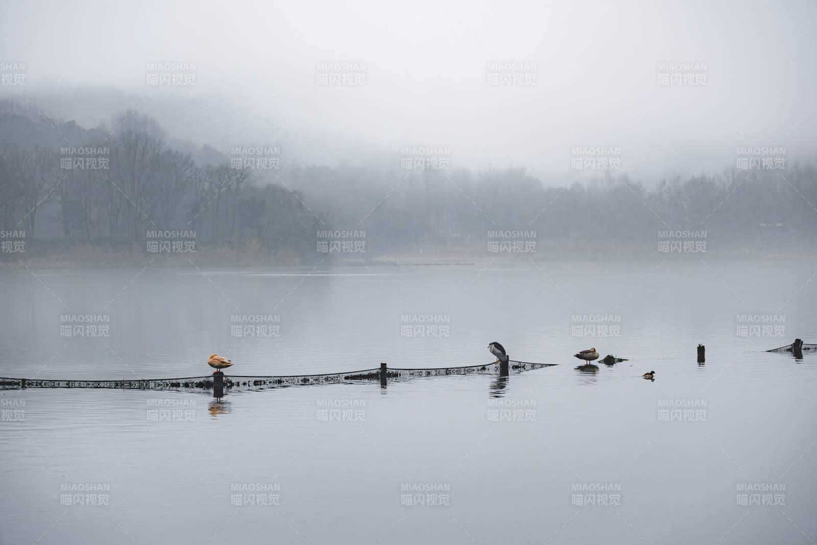 冬日茅家埠晨雾图片