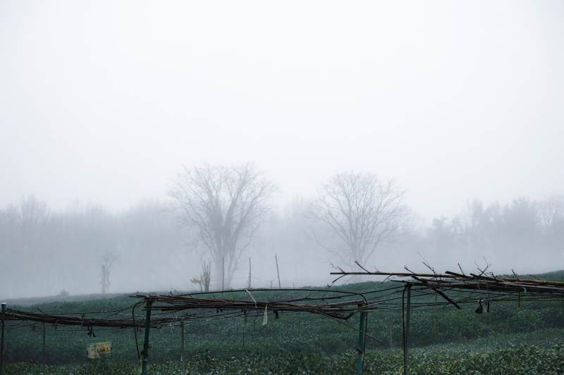 雾中田园静谧景图片