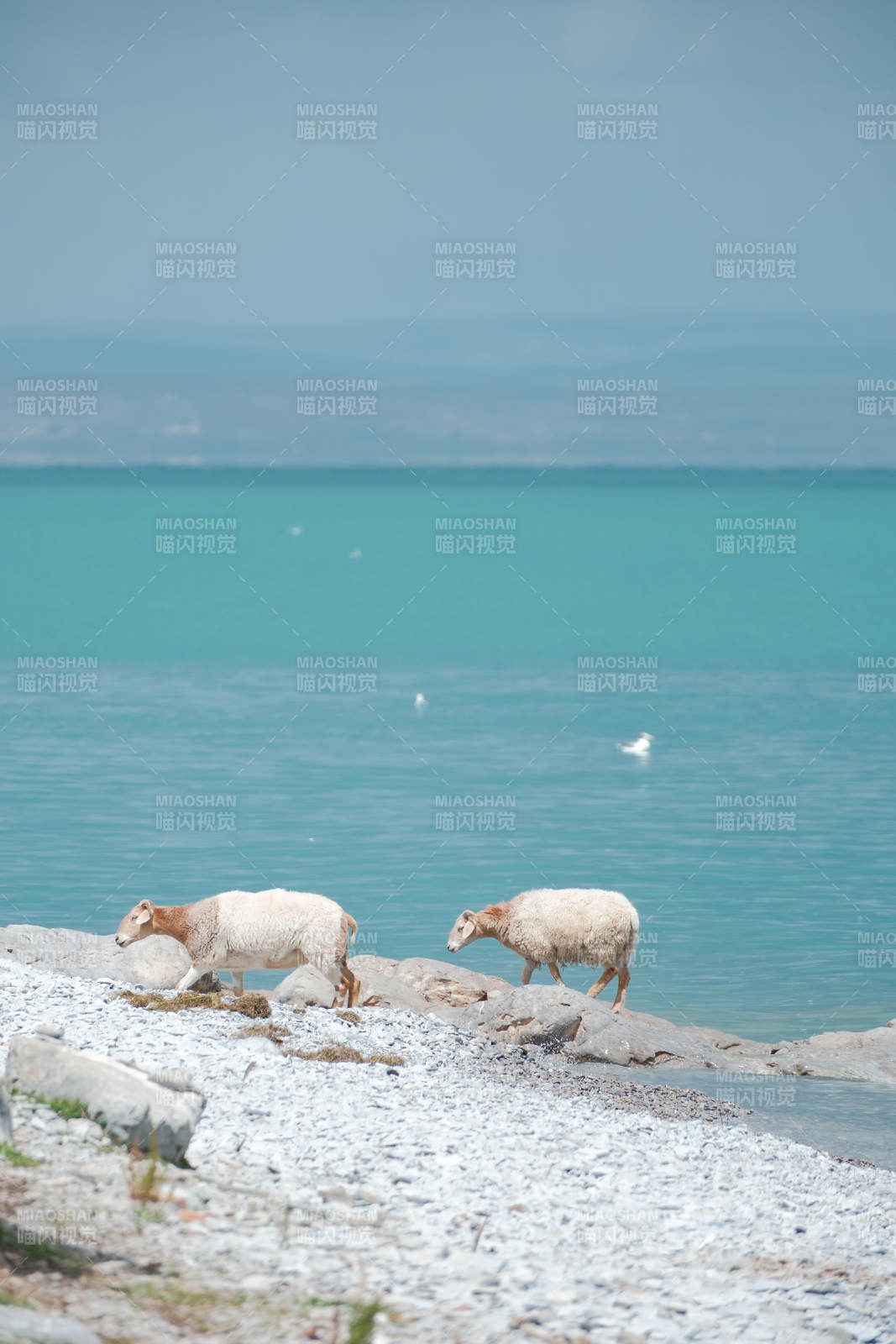 青海湖边的小羊图片