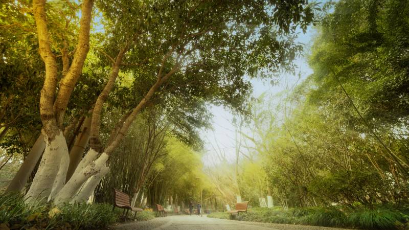 林荫小道静谧景图片