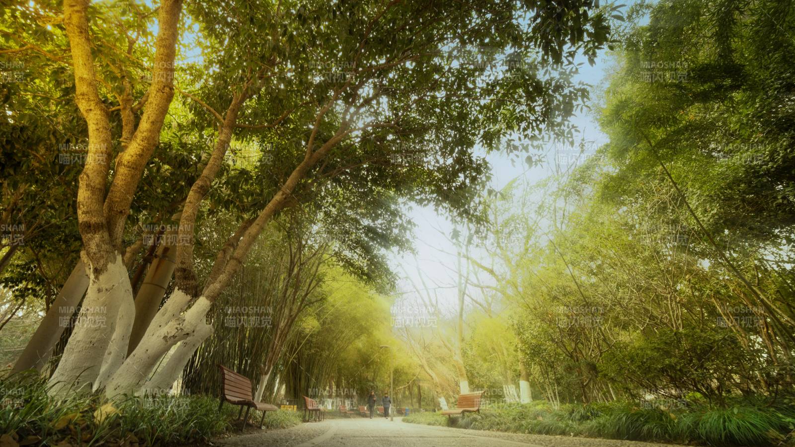 林荫小道静谧景图片