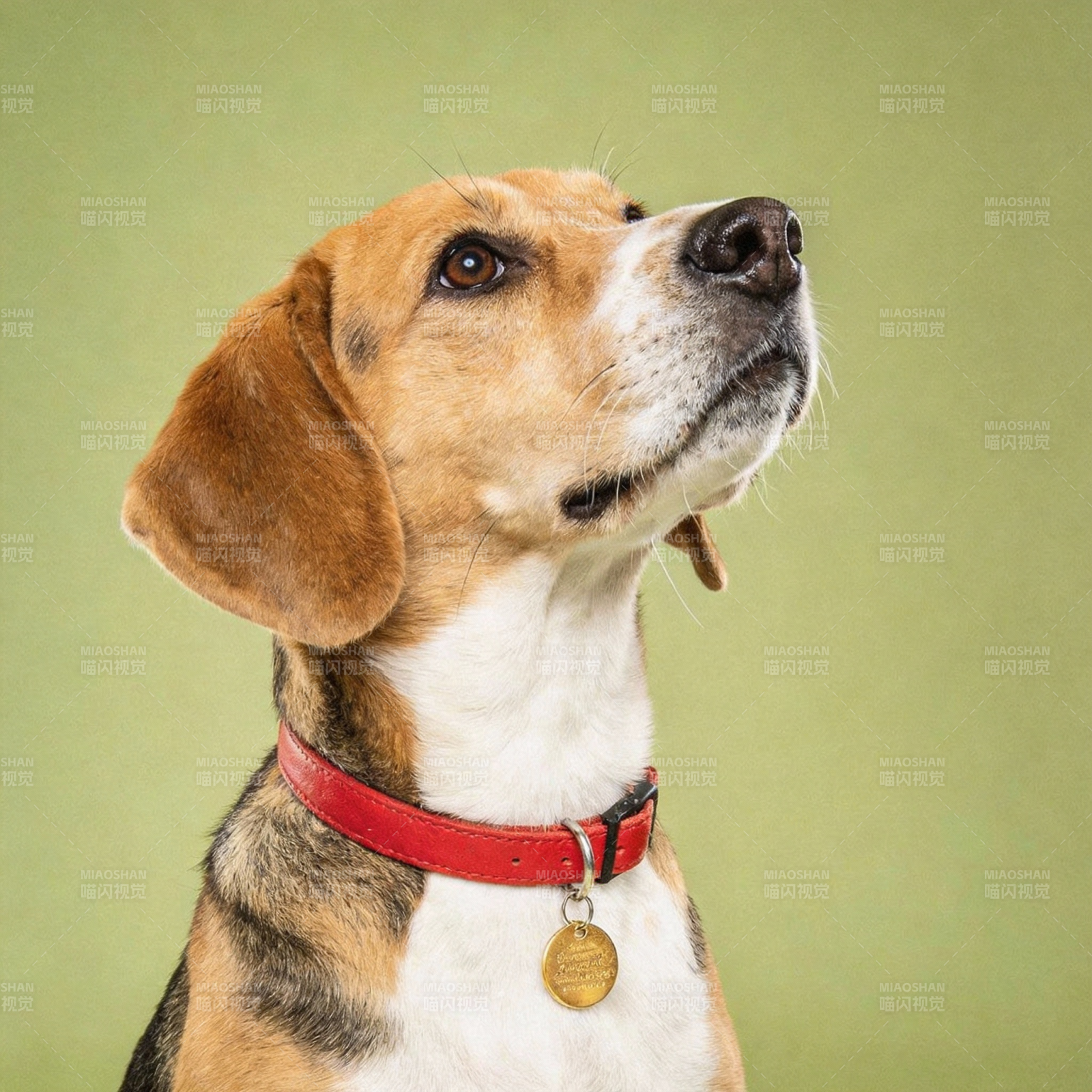 比格犬仰望远方图片