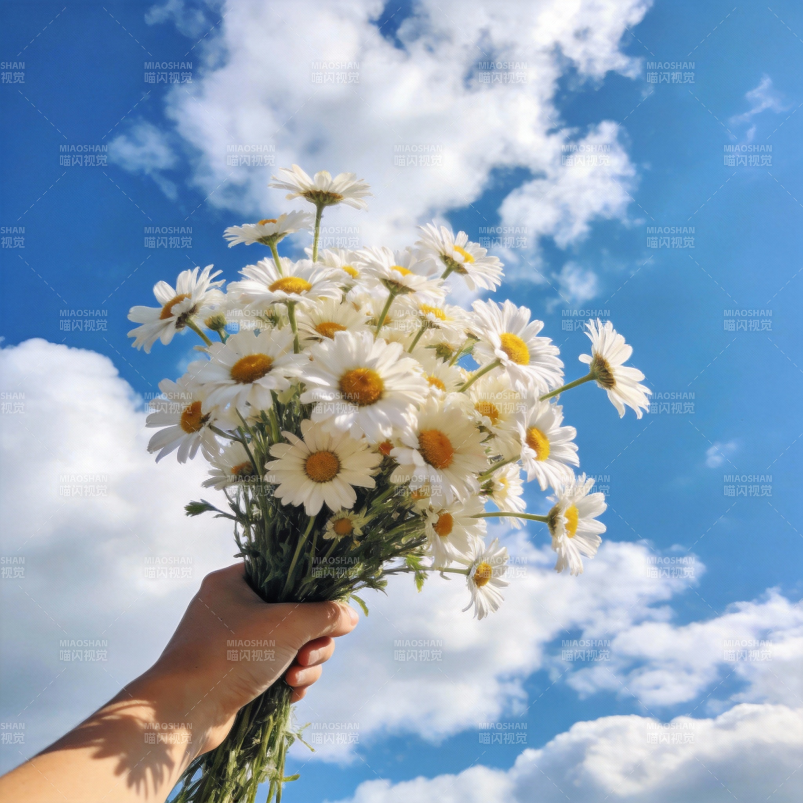 手捧雏菊 蓝天白云图片