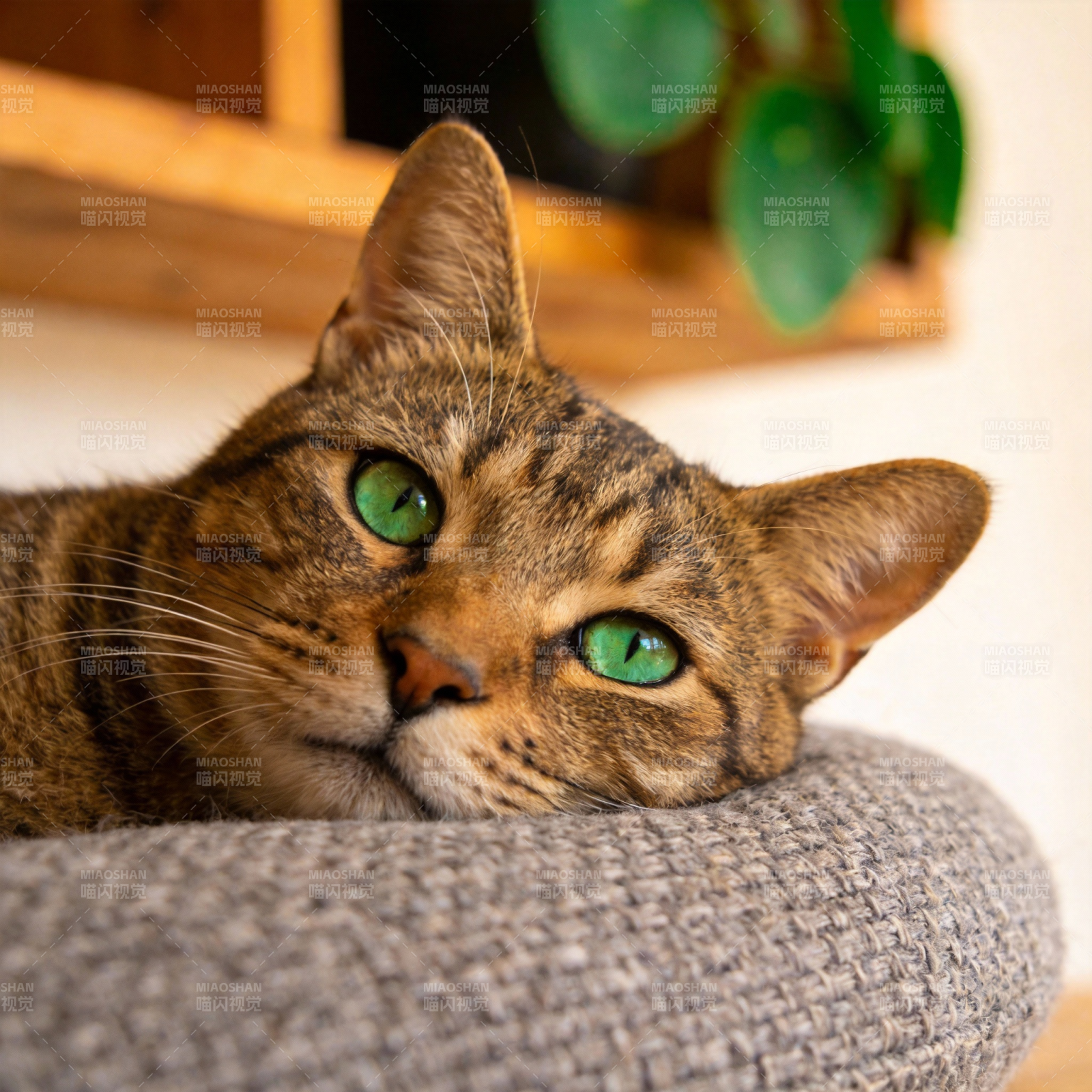 绿眼虎斑猫静卧图片