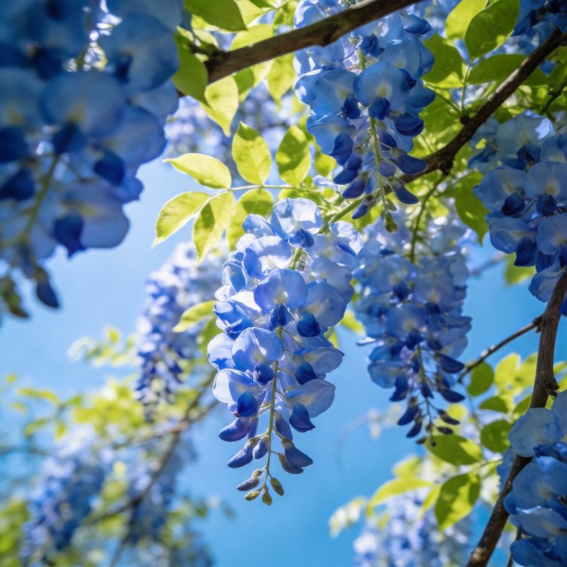 蓝花垂枝迎春光图片