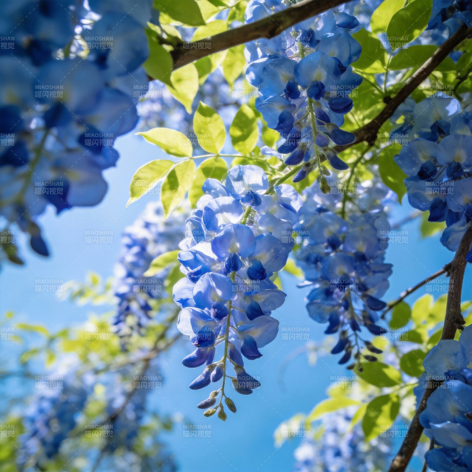 蓝花垂枝迎春光图片