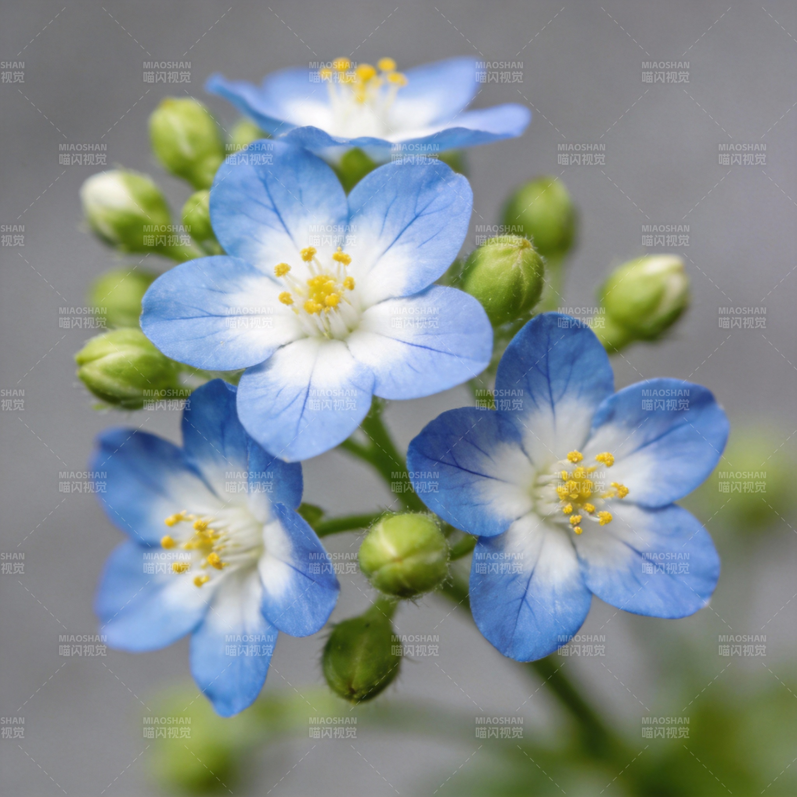 蓝白小花绽放图片