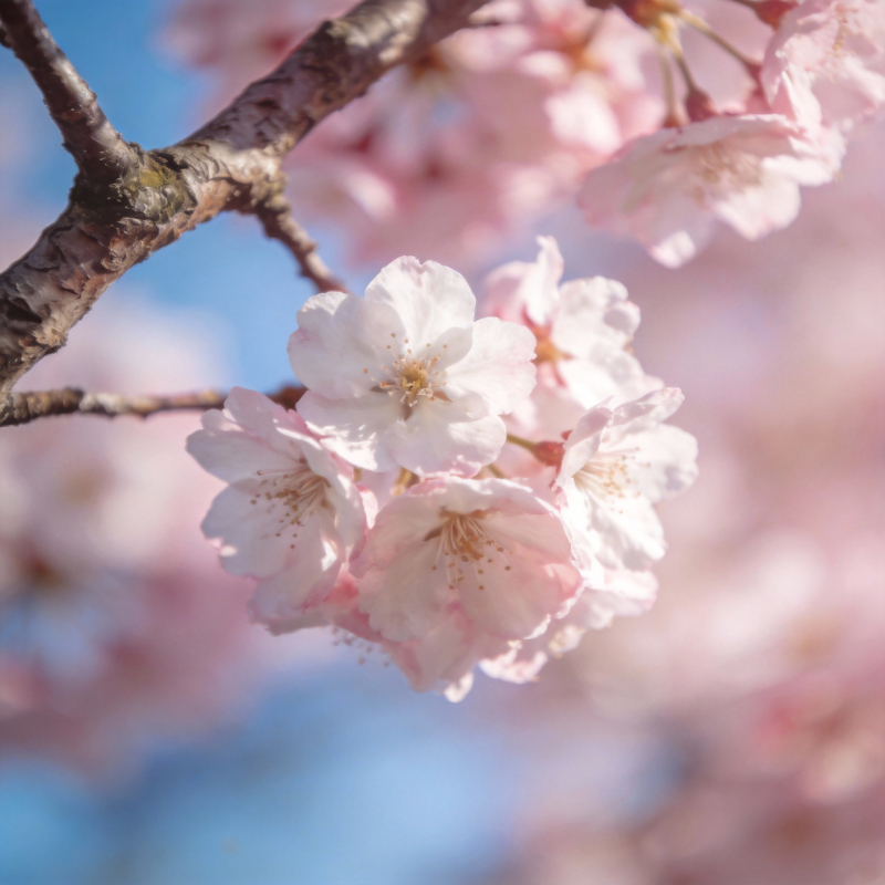 樱花绽放春意浓图片