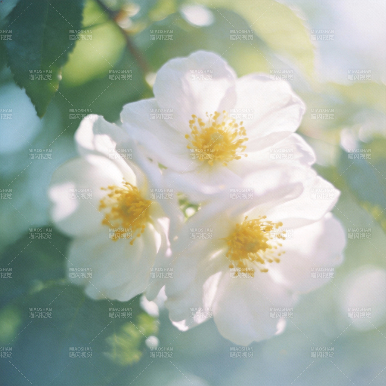 白花绽放春光图片