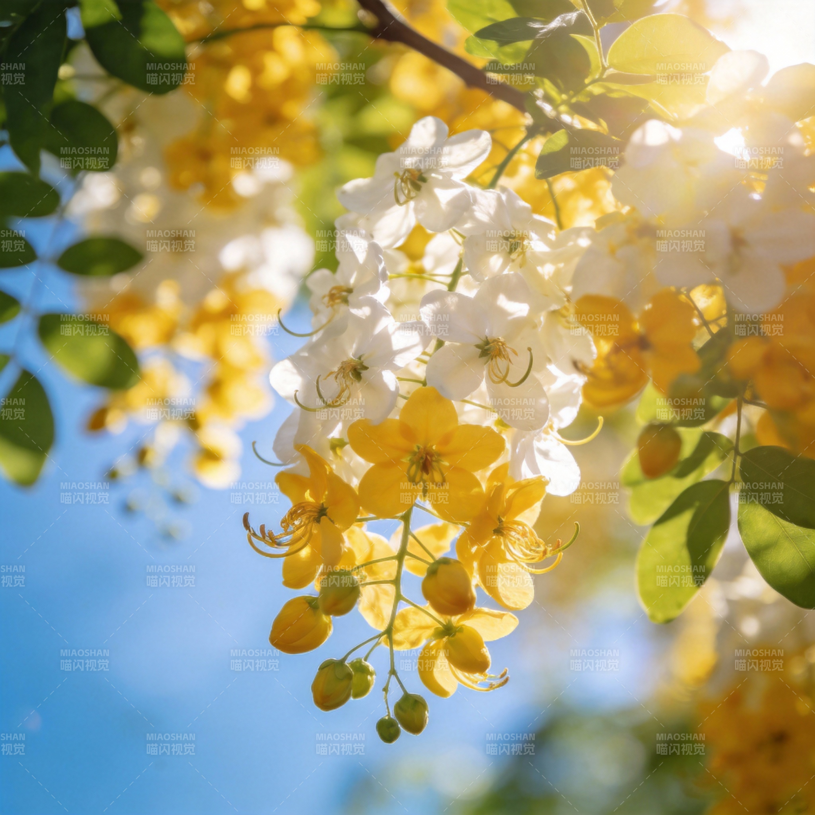 阳光下的花枝图片