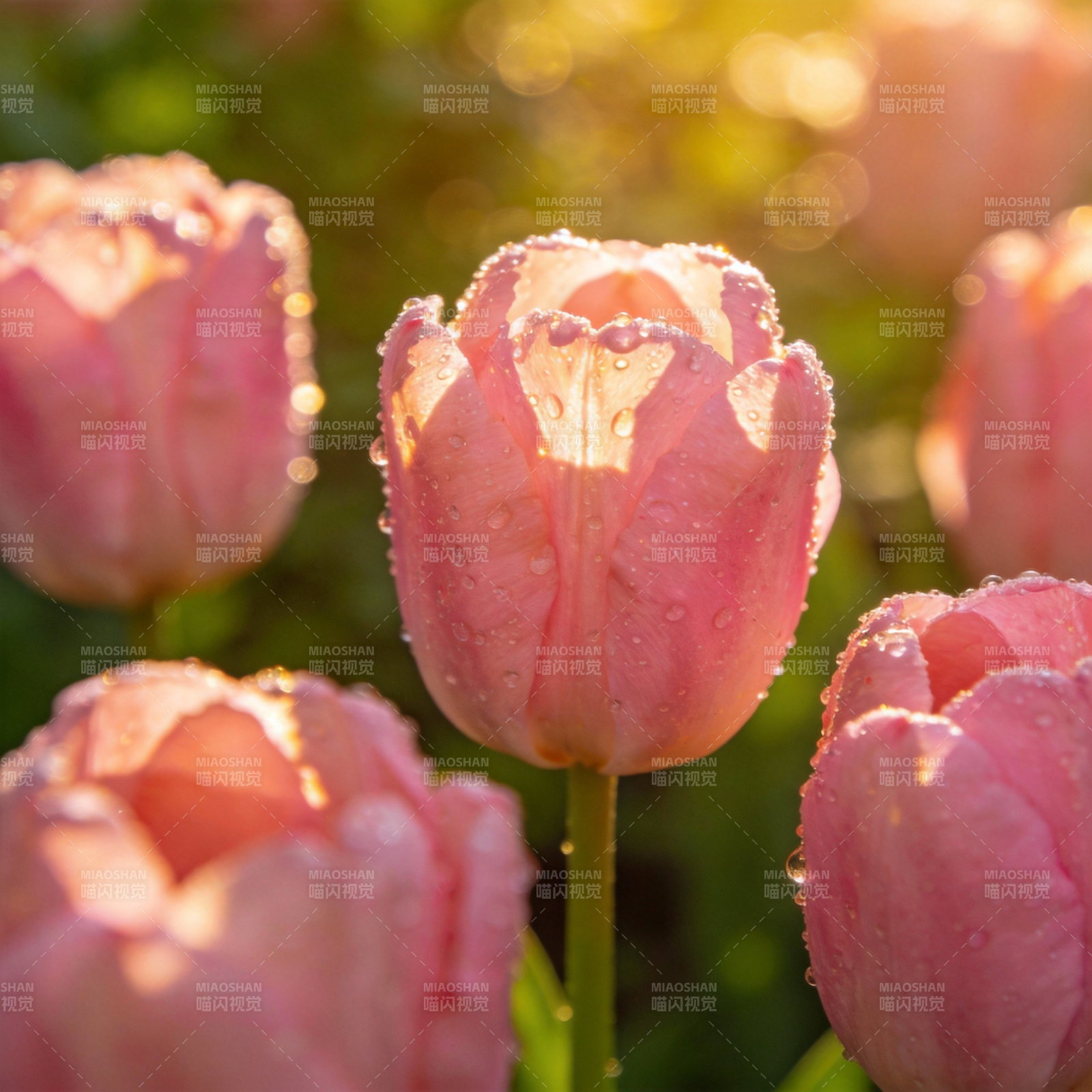晨露粉郁金香图片