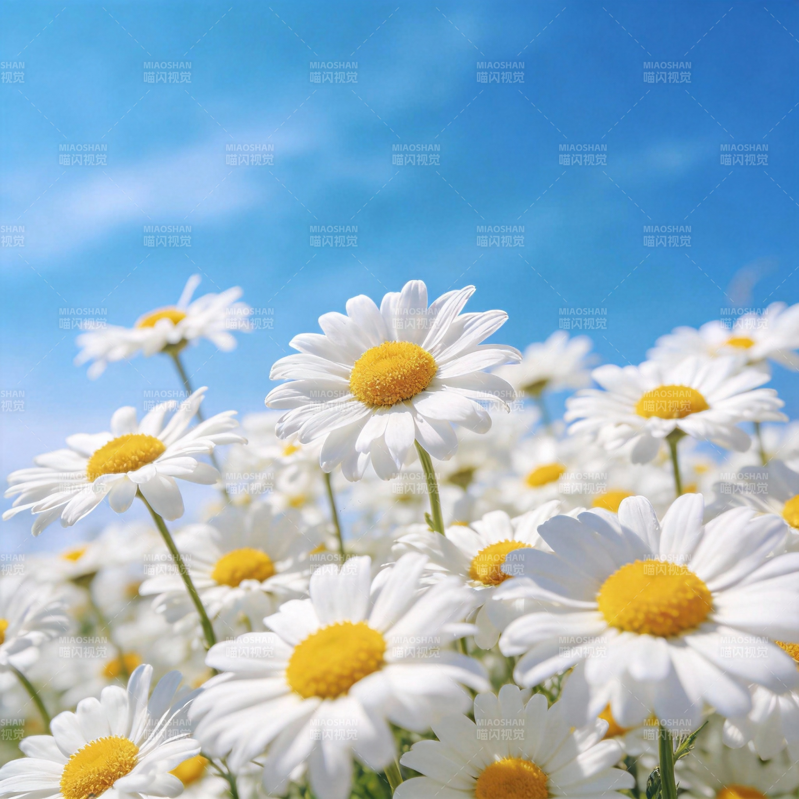 雏菊绽放蓝天图片