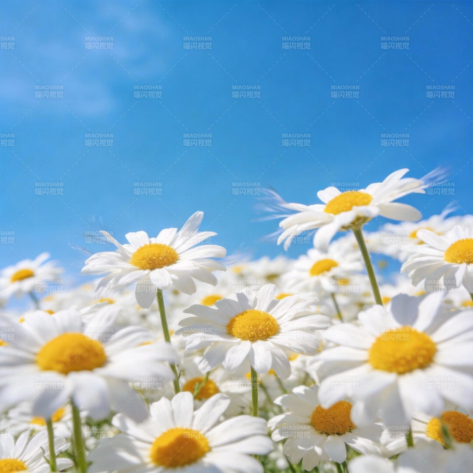 雏菊盛开蓝天图片