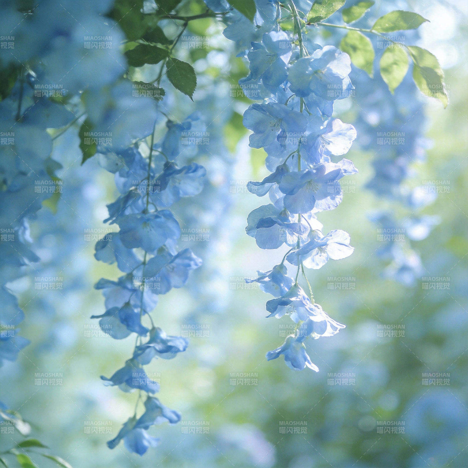 蓝花垂落春意浓图片